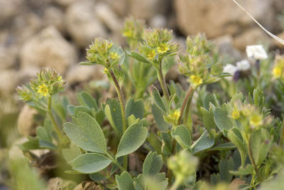 Creeping sibbaldia  Sibbaldia procumbens