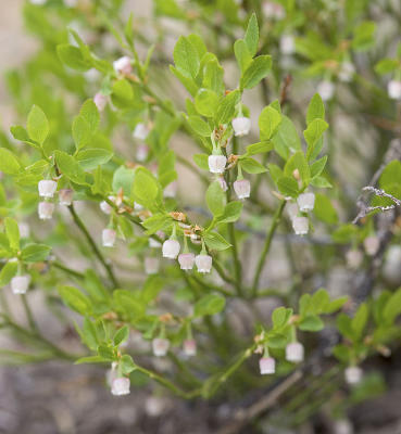Grouseberry Vaccinium scoparium