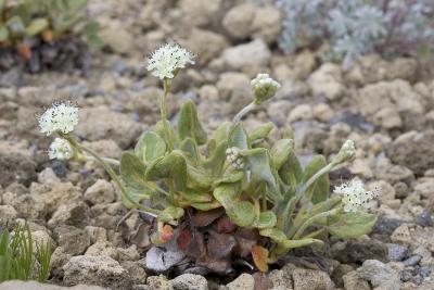 Erigonum pyrolifolium v.coryphaeum   Oarleaf buckwheat