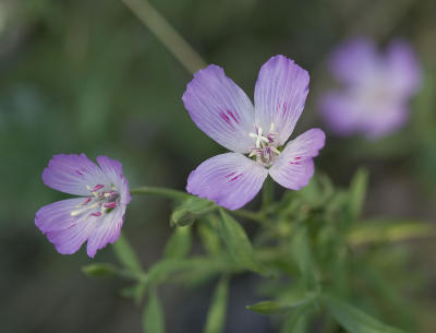 Farewell to spring  Clarkia amoena.ssp. lindleyi