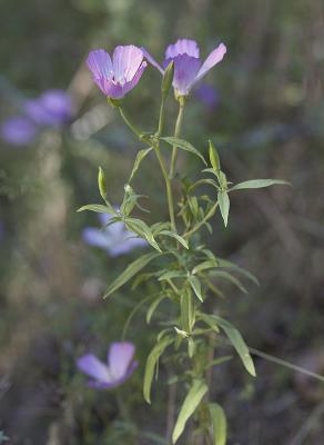 Farewell to spring  Clarkia amoena.ssp. lindleyi