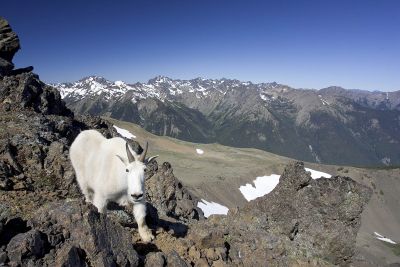 Moutain goat (introduced into the Olympics) on top of Mt. Buckhorn