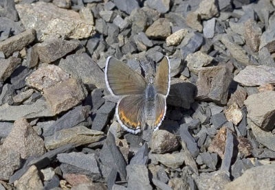 Spangled (Acmon) blue  Icaricia acmon spangelatus