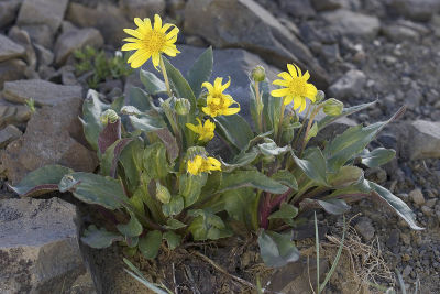 Senecio neowebsteri