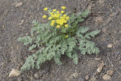 Cascade desert-parsley  Lomatium martindalei