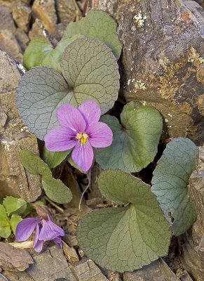 Olympic moutain violet  Viola flettii