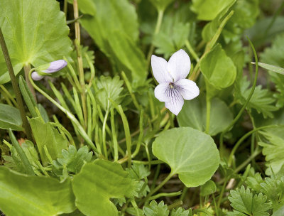 Marsh violet  Viola palustris