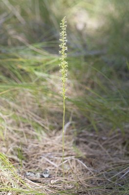 Alaska rein orchid  Piperia unalascensis (syn. w/ Habenaria u. and Platanthera u.)
