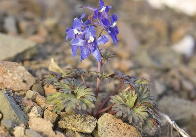 Olympic larkspur Delphinium glareosum