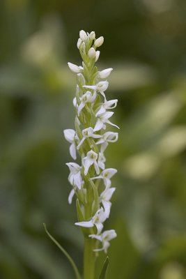 White rein orchid  Platanthera dilatata