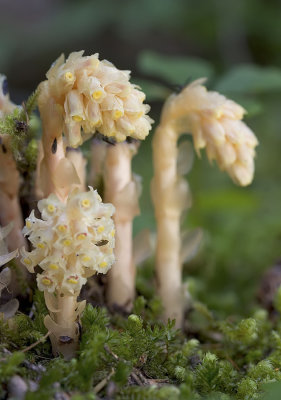 Pinesap  Hypopitys monotropa