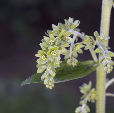 Veratrum viride  Green false hellebore