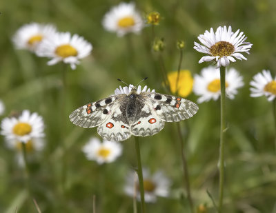 Mountain Parnassian  Parnassius smintheus
