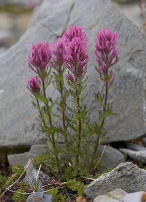 Castilleja parviflora v. olympica  Olympic Mountain Paitnbrush