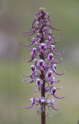 Pedicularis groenlandica  Elephants-head