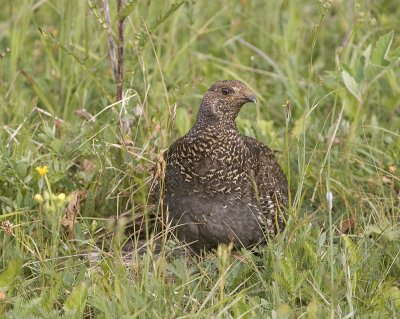 Blue (sooty) Grouse (F)