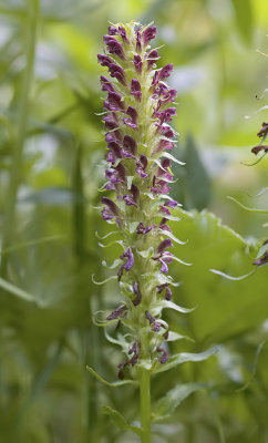Pedicularis bracteosa v. atrosanguinea Blood-red lousewort