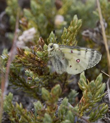 Mountain Parnassian  Parnassius smintheus