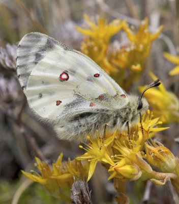 Mountain Parnassian  Parnassius smintheus