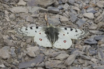 Mountain Parnassian  Parnassius smintheus