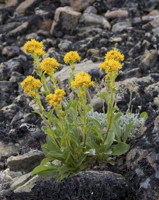 Solidago multiradiata   Northern goldenrod