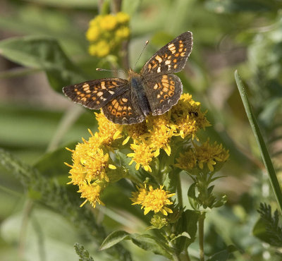 Field Crescent Phyciodes pulchellus