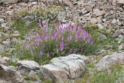 Hedysarum occidentale  Western sweet-vetch