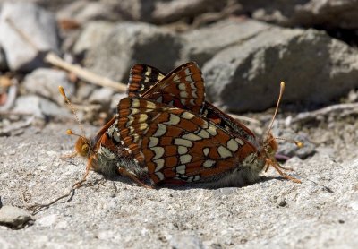 Chalcedona Checkerspot (Olympic Mountains) Euphydryas chalcedona