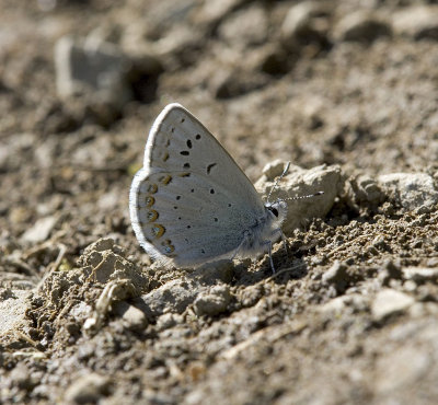 Anna's blue  Lycaeides anna (Cameron Valley, Olympics)