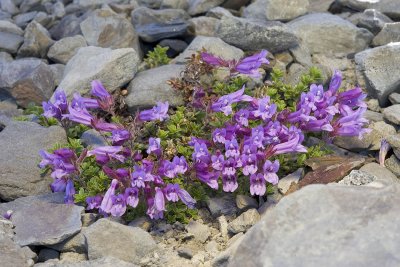 Davidson's penstemon  Penstemon davidsonii