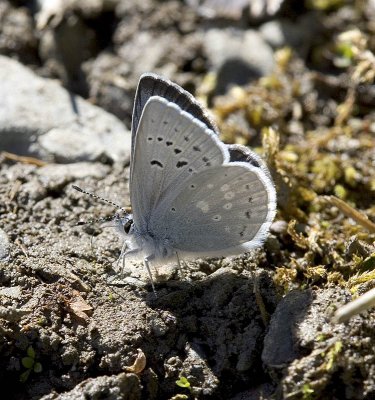 Boisduval's blue Icaricia icarioides (Cameron Valley, Olympics)