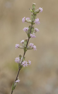 Scouler's catchfly  Silene scouleri