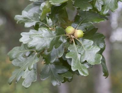Garry Oak (Oregon white oak) Quercu garryana