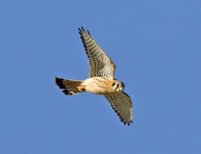 American Kestrel (M)