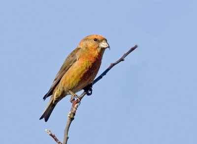 Red Crossbill (M, 1st year)