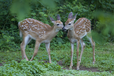 Twin fawns