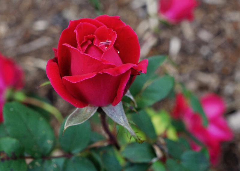 ROSES  -  TAKEN WITH A SONY/ZEISS 24mm f/1.8 E-MOUNT LENS