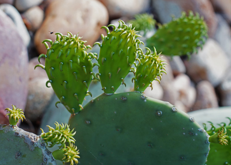 CACTUS  -  TAKEN WITH A MINOLTA ROKKOR MC 50mm f/1.4 LEGACY LENS