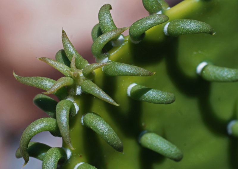 PRICKLY PEAR CACTUS  -  TAKEN WITH A TAMRON SP 90mm f/2.5 LENS AND MATCHING TAMRON EXTENSION TUBE