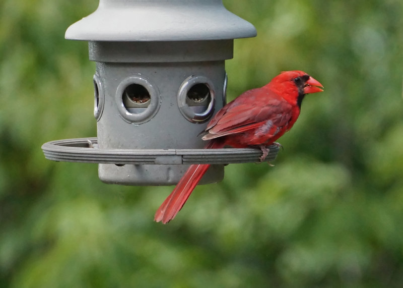 MALE NORTHERN CARDINAL  -  TAKEN WITH A SONY 18-200mm E-MOUNT LENS  -  ISO 1600