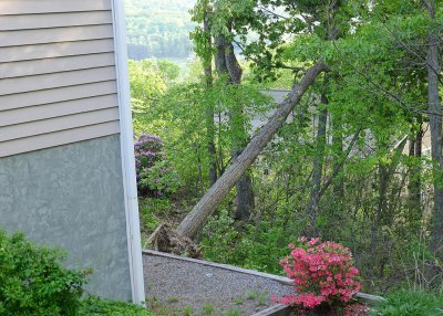 DOWNED TREE  -  ISO 200