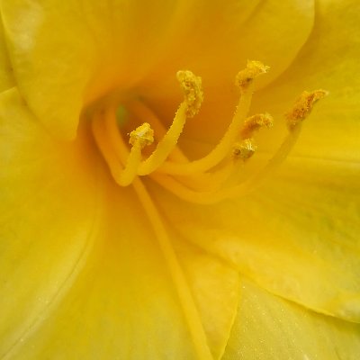 YELLOW POLLEN  -  ISO 200  -  MACRO, HAND-HELD