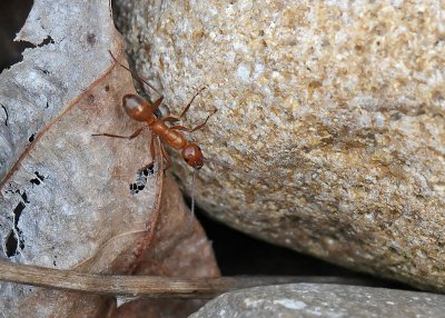 RED ANT - ISO 800