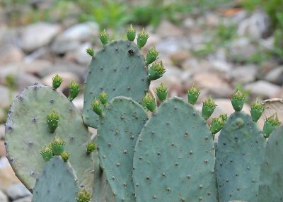 CACTUS FLOWER BUDS - ISO 800