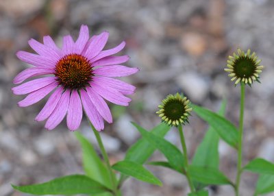 FLOWERS - ISO 800