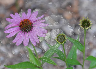 FLOWERS - SPECIAL EFFECTS ADDED