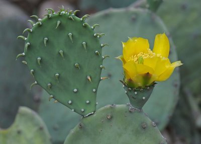 PRICKLY PEAR FLOWER - ISO 800