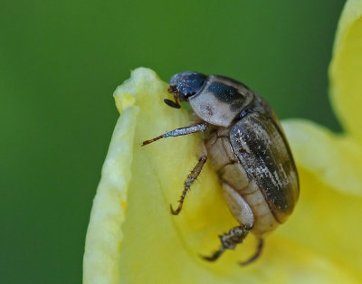 BEETLE MUNCHING ON FLOWER - ISO 800
