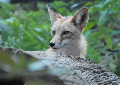 FOX - ISO 1600