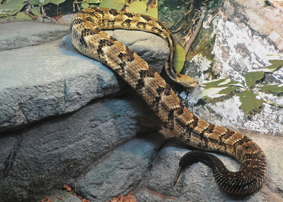 EASTERN TIMBER RATTLER - ISO 1600